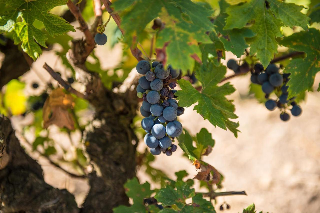 Viglione Wine Resort Santeramo in Colle Ngoại thất bức ảnh