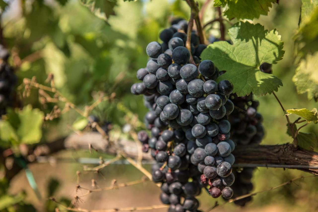 Viglione Wine Resort Santeramo in Colle Ngoại thất bức ảnh